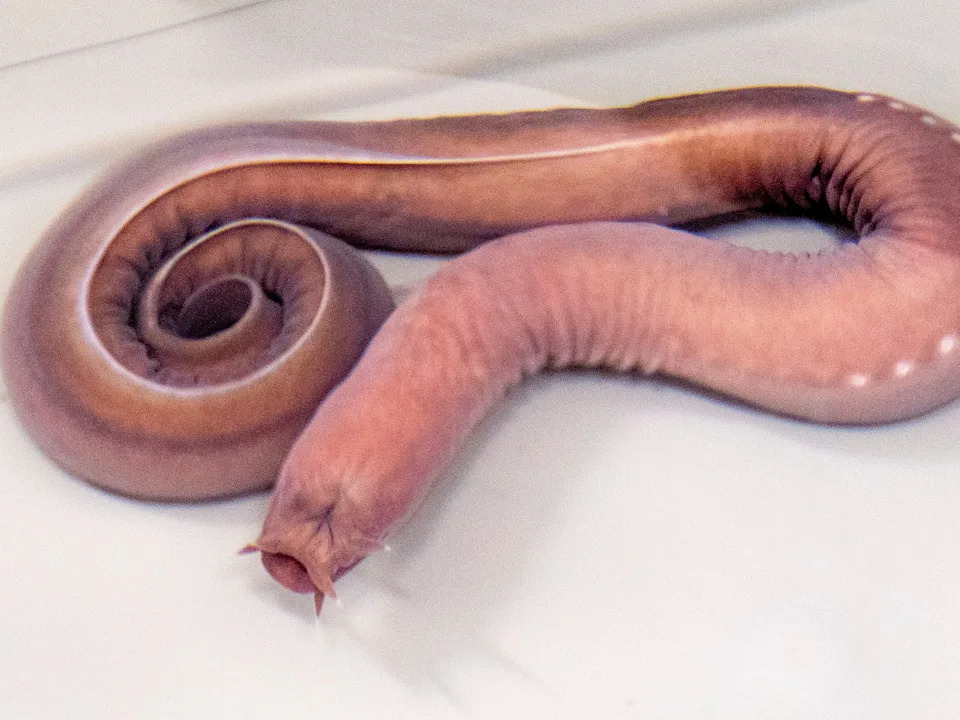 A pinkish, tube-like animal with a circular mouth and curled tail