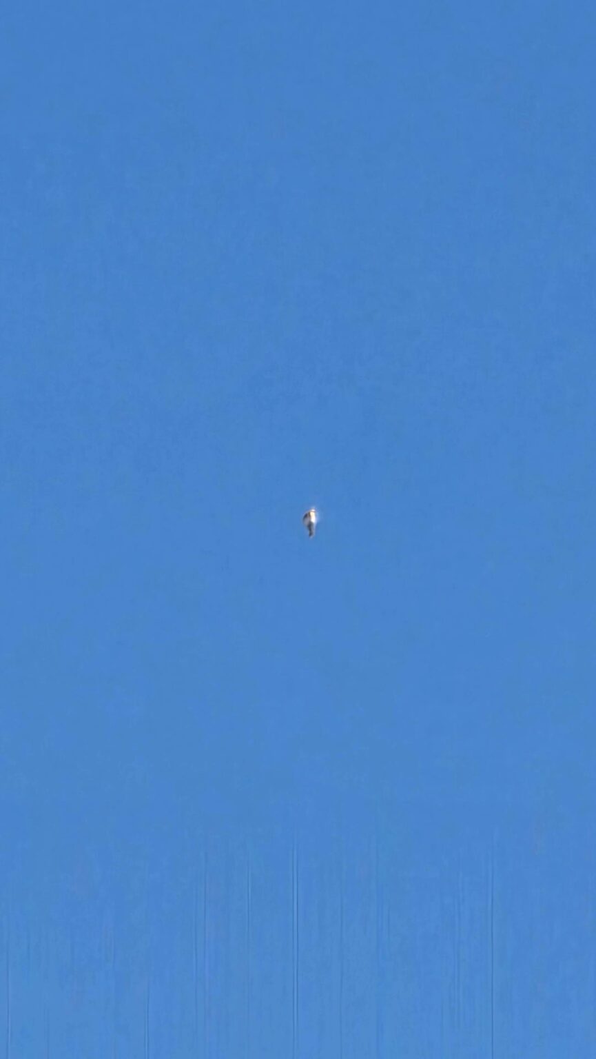 What did I just see flying yesterday?