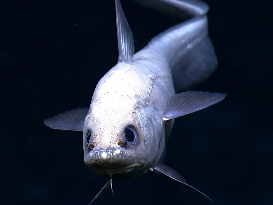 A withe fish facing forward with its long body visible in the black background