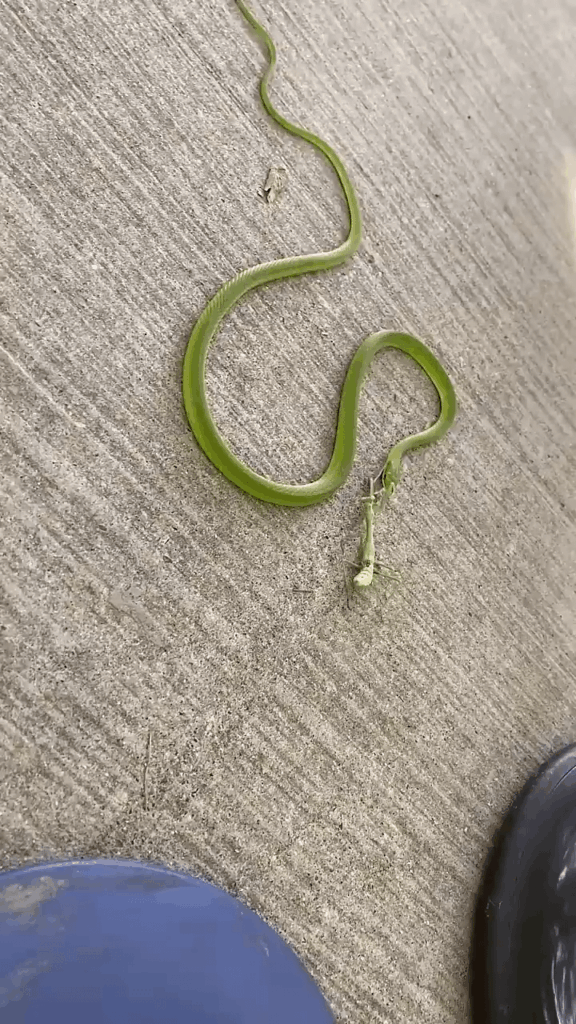 Mantid vs Reptilian caught on camera 4k