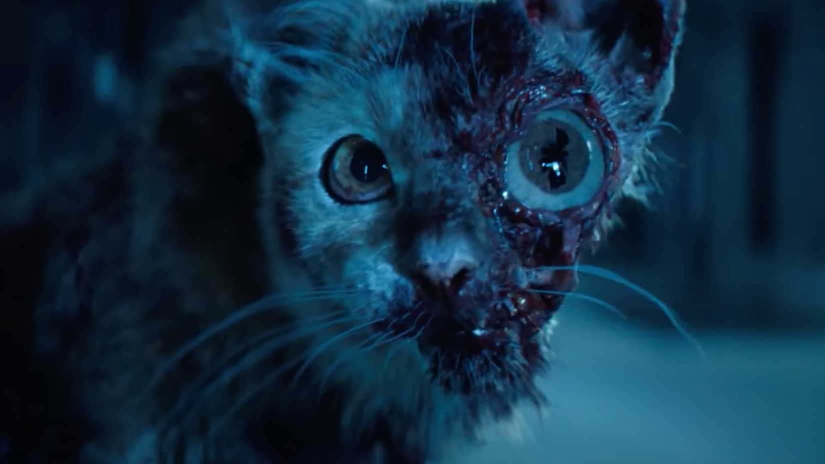 T. ocellus inhabits the body of a dead cat.