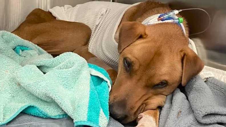 NH bands together to help Nottingham family find lost dog