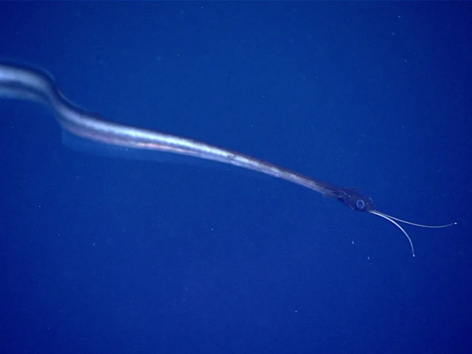 An eel-like animal with what looks like a duck bill