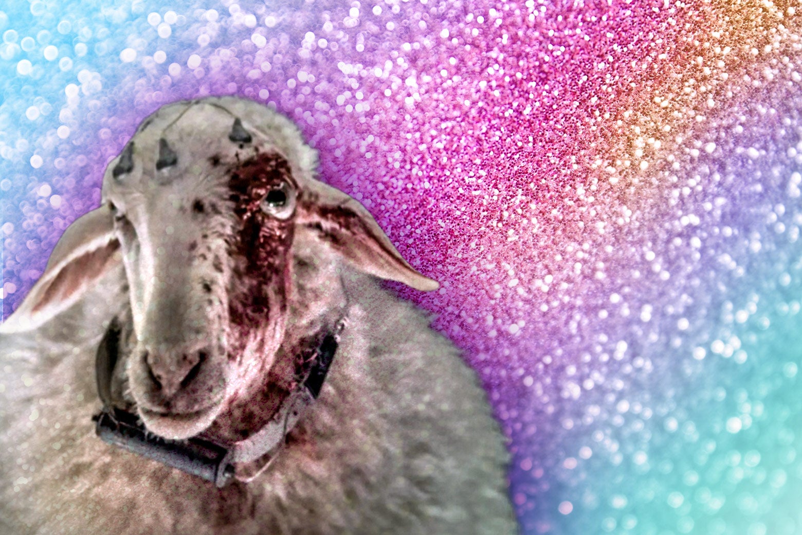 The bloody, gay sheep. 