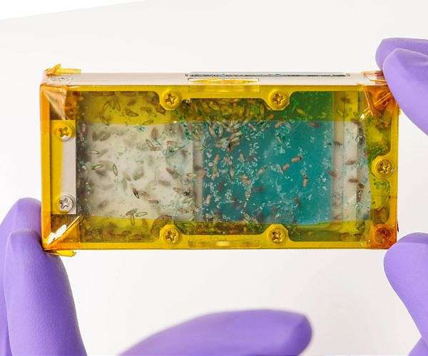 ESA puts Insects on the menu for ISS ESA puts Insects on the menu for ISS