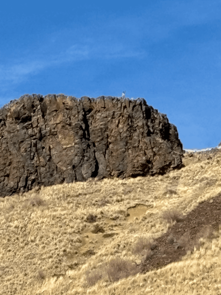Strange creature or watcher in the Owyhee mountains.