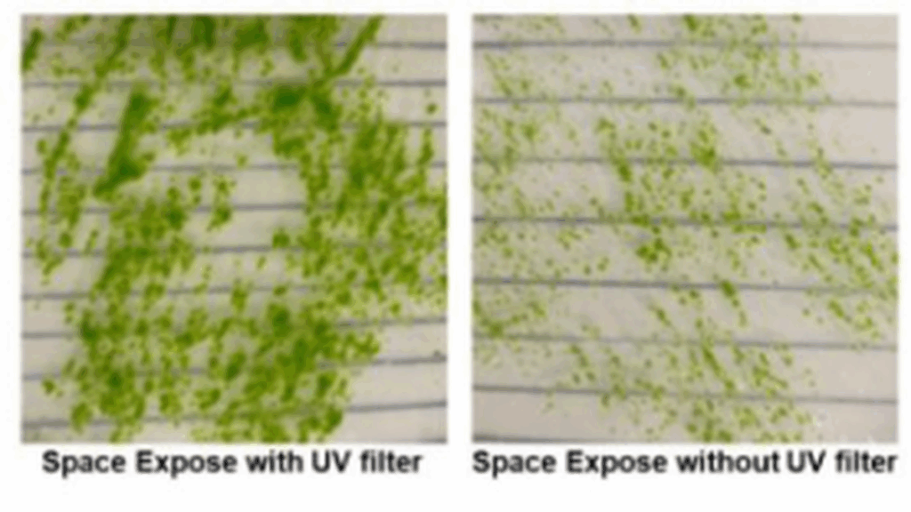 Science for all: Moss spores survive space exposure, challenging life’s bounds