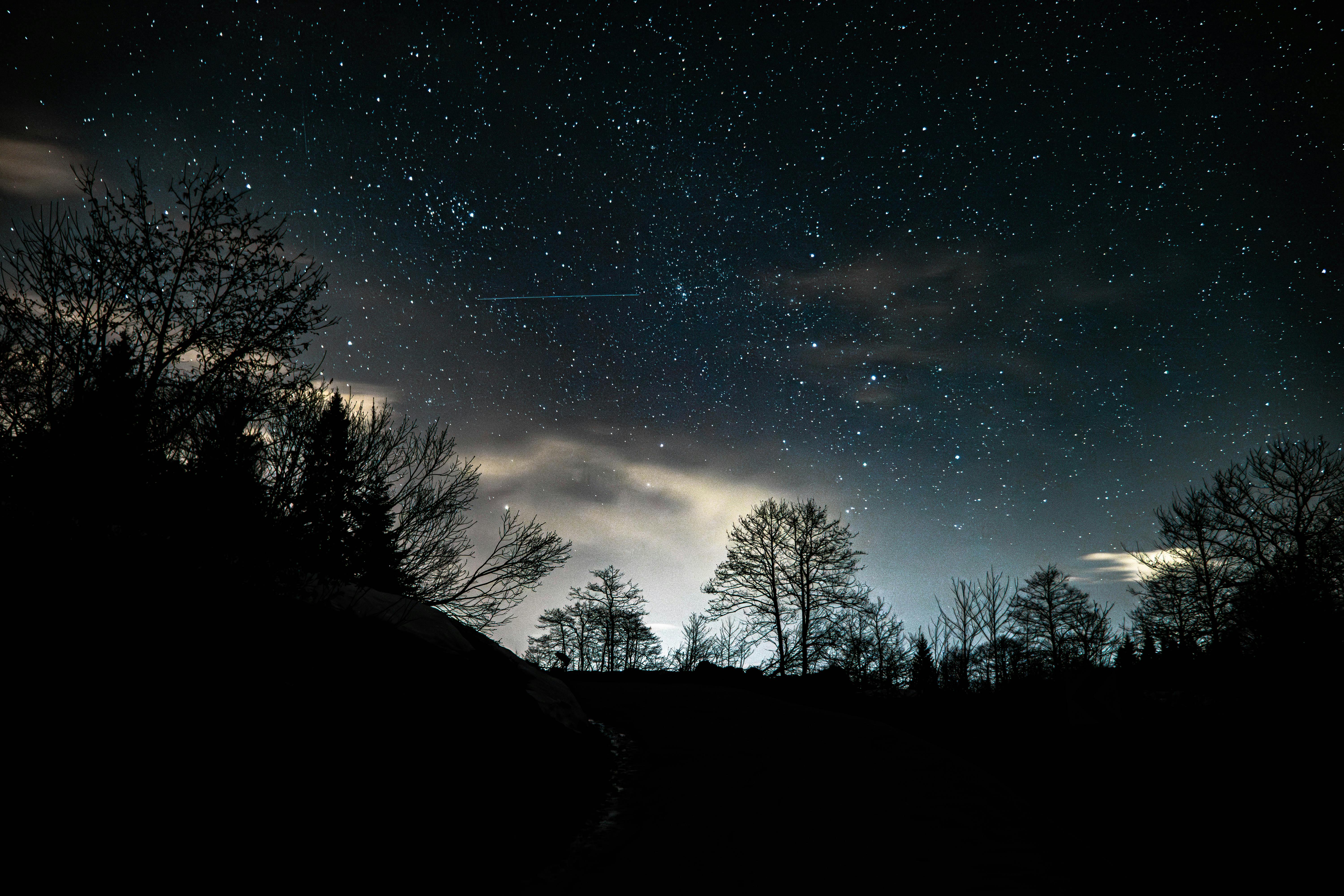 sky and trees during a meteorshower