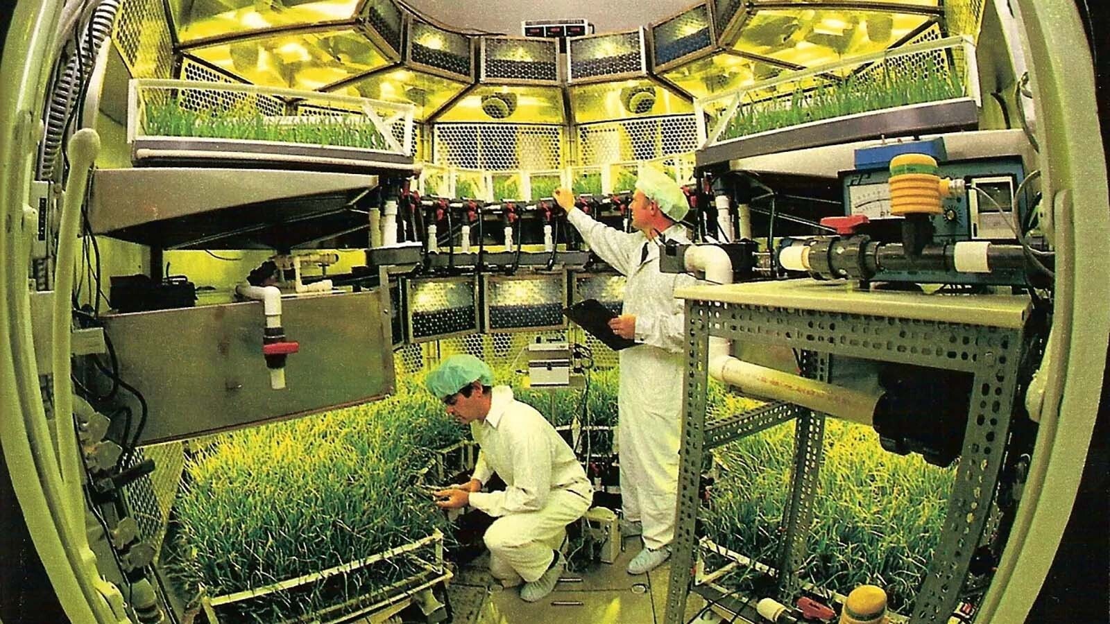 The interior of the Biomass Production Chamber at Kennedy replicated the closed growing environment astronauts will use in space or on other planets to grow fresh crops. As the first controlled environment vertical farm in the United States, the chamber helped NASA provide critical data for the indoor farming industry. NASA scientists Bill Knott, left, and Tom Dreschel examine the growth of crops.