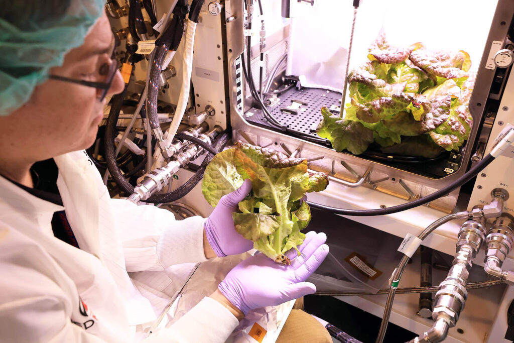 NASA learns space lettuce is not a solution for feeding astronauts