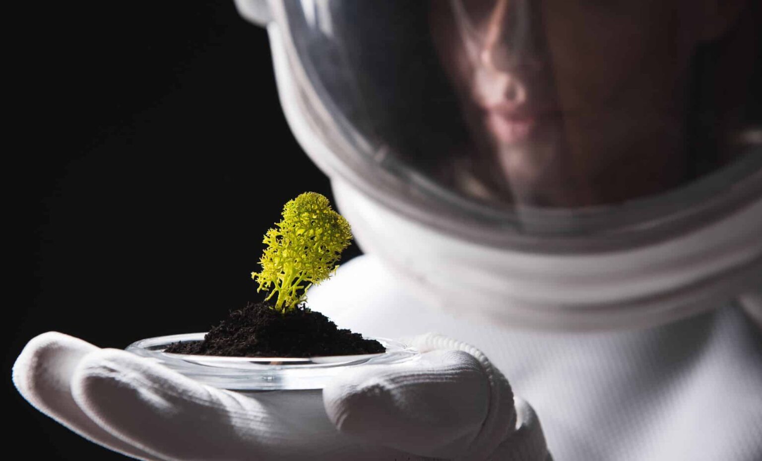 This Incredible Plant Survived Space's Harsh Vacuum and Keeps Growing