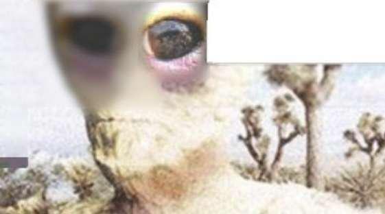 This guy says he found the 4Chan alien picture