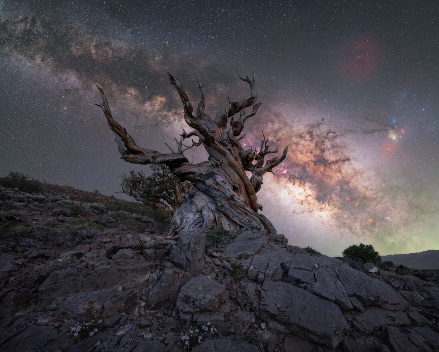 I photographed our Milky Way over the oldest living thing on earth; the Bristlecone Pine
