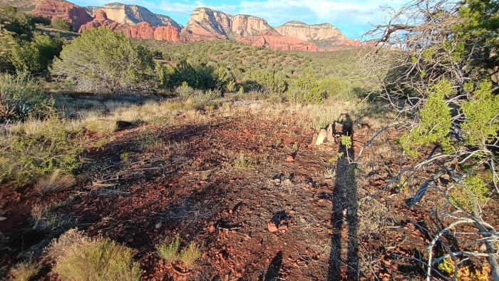Picture of a circle of rock surrounded by grass and other living things where the light in the titular photo allegedly was