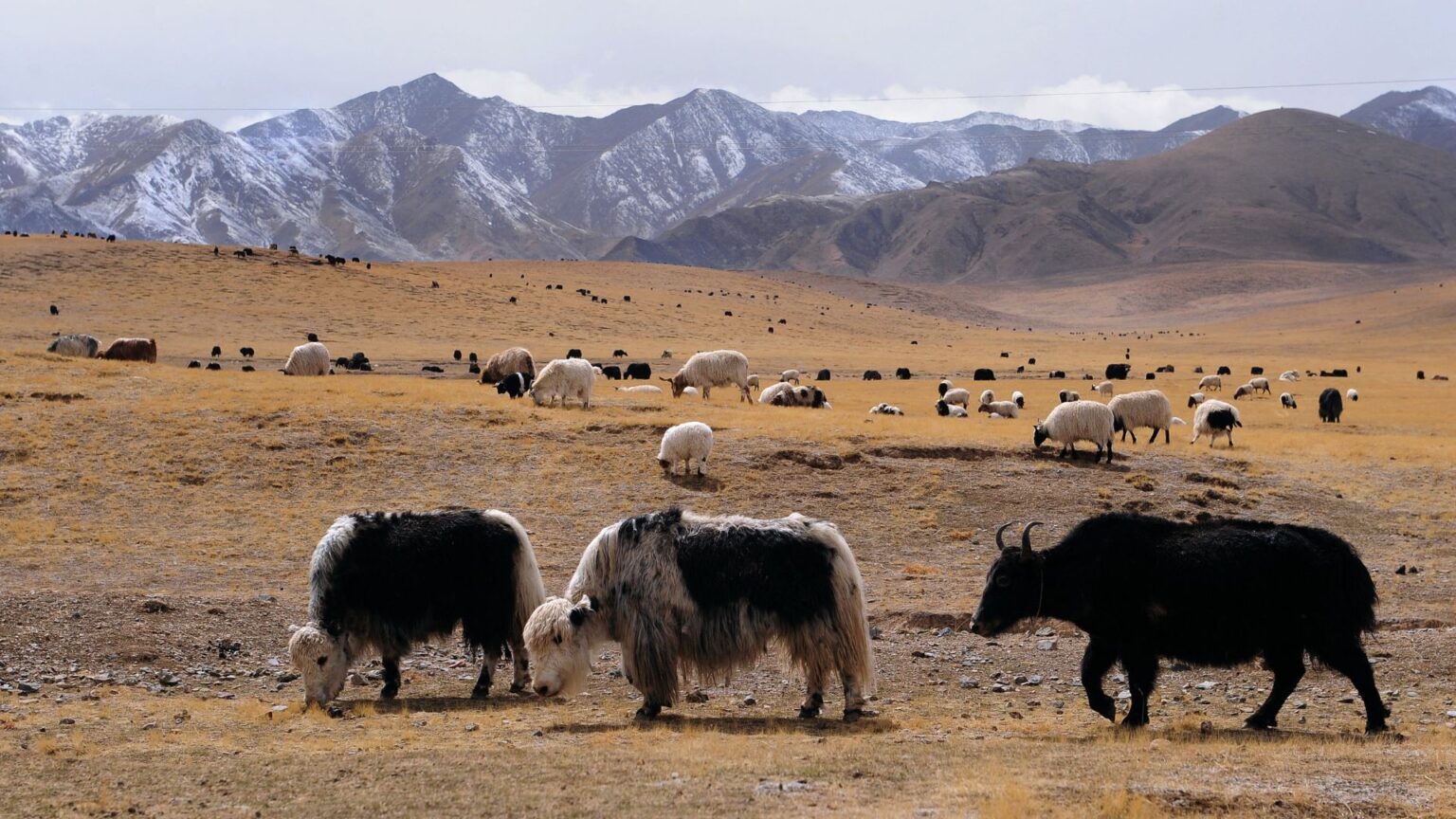 China's next scientific milestone could hail from Tibetan animal poop