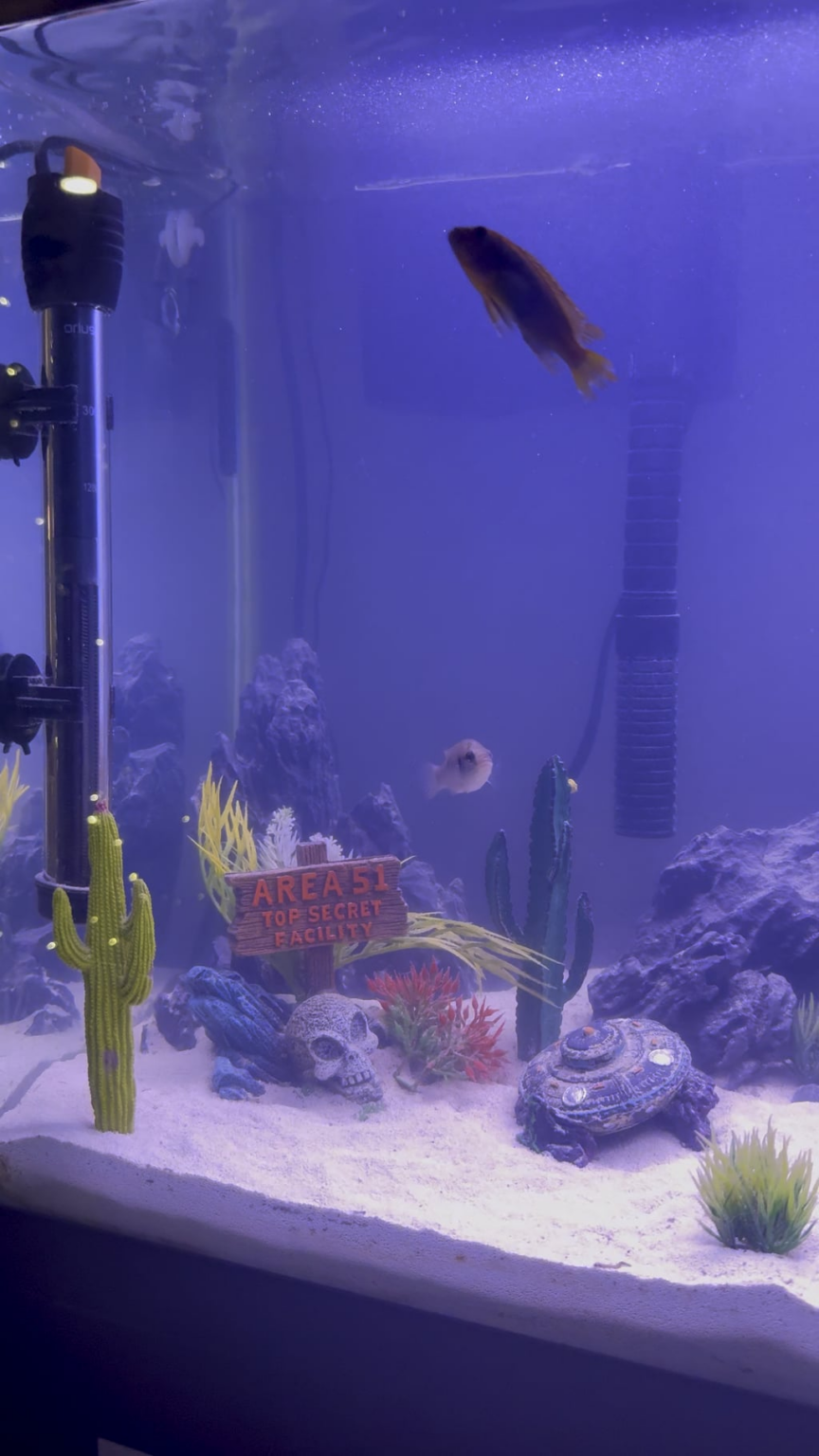 My Interest Has Become More Than Just an Interest