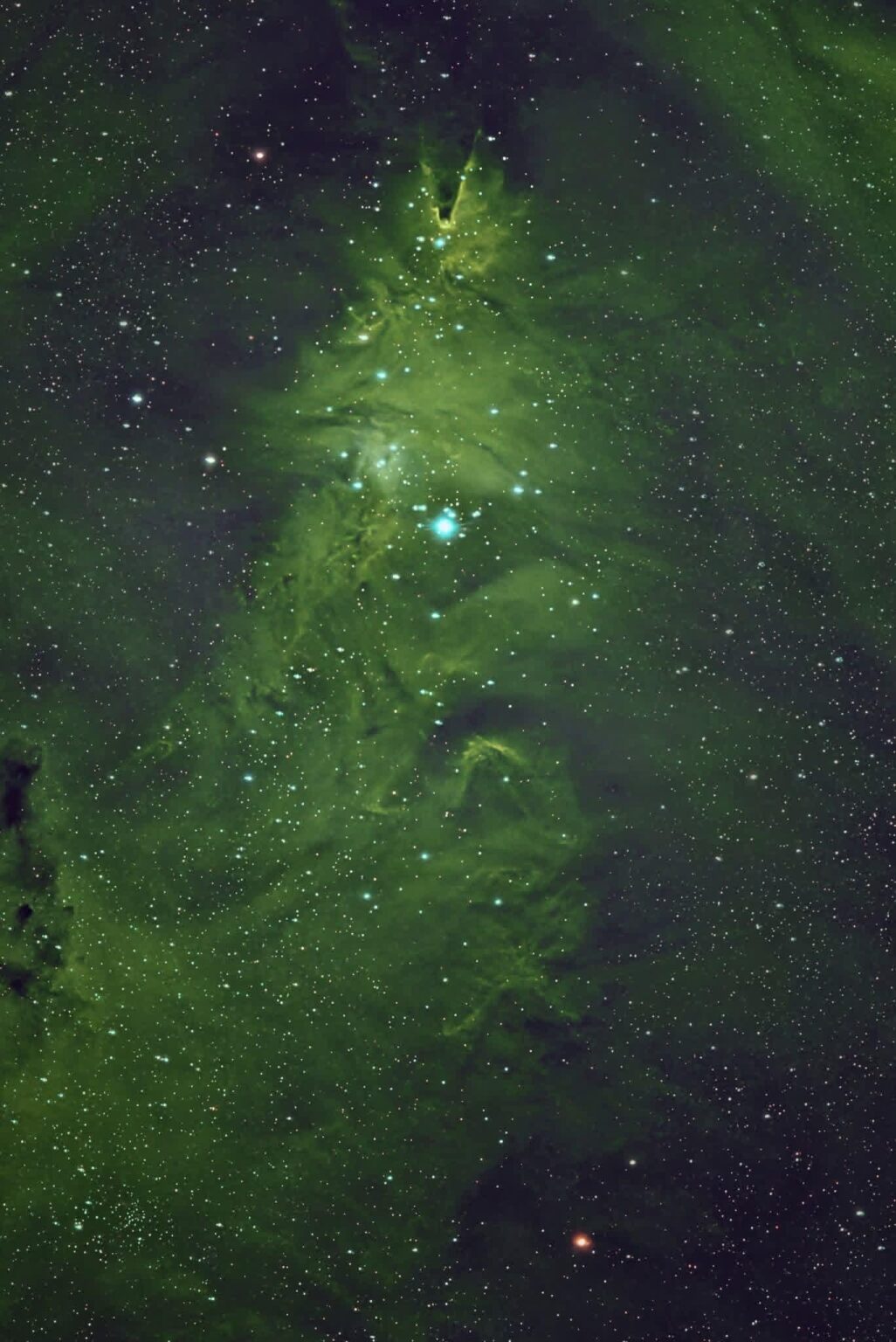 NGC 2264 Christmas Tree Cluster and Cone Nebula