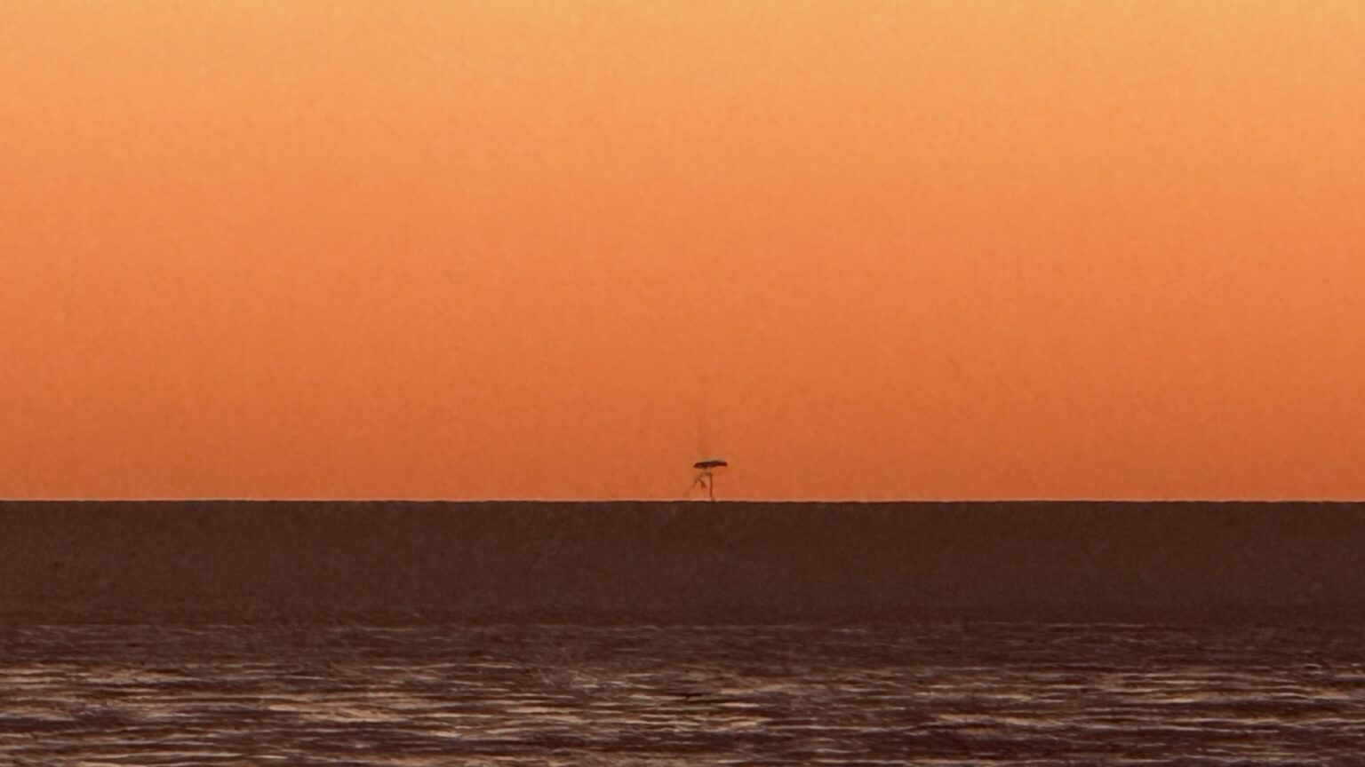 Saw two of these off the coast of northern San Diego