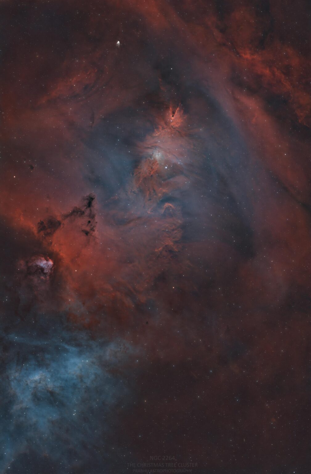 The Christmas tree cluster - NGC 2264