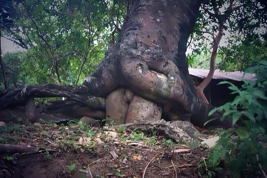 Two tree's going at it.