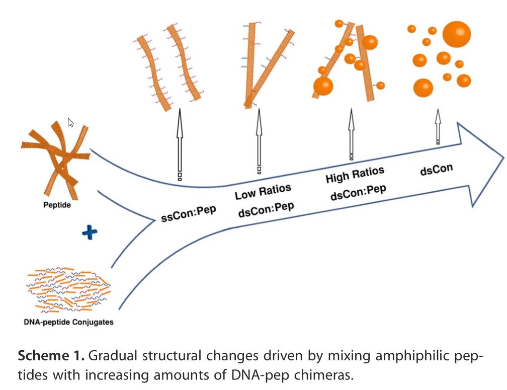 peptide coevolution