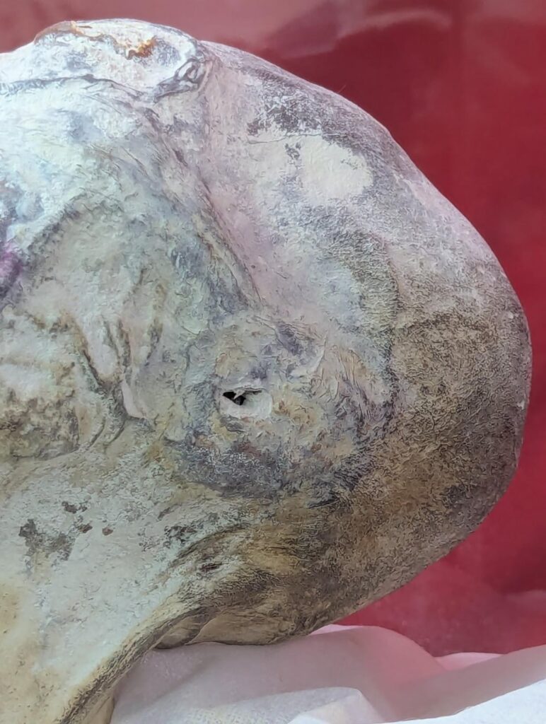 The feet and ears on Maria, a tridactyl at the University of Ica.