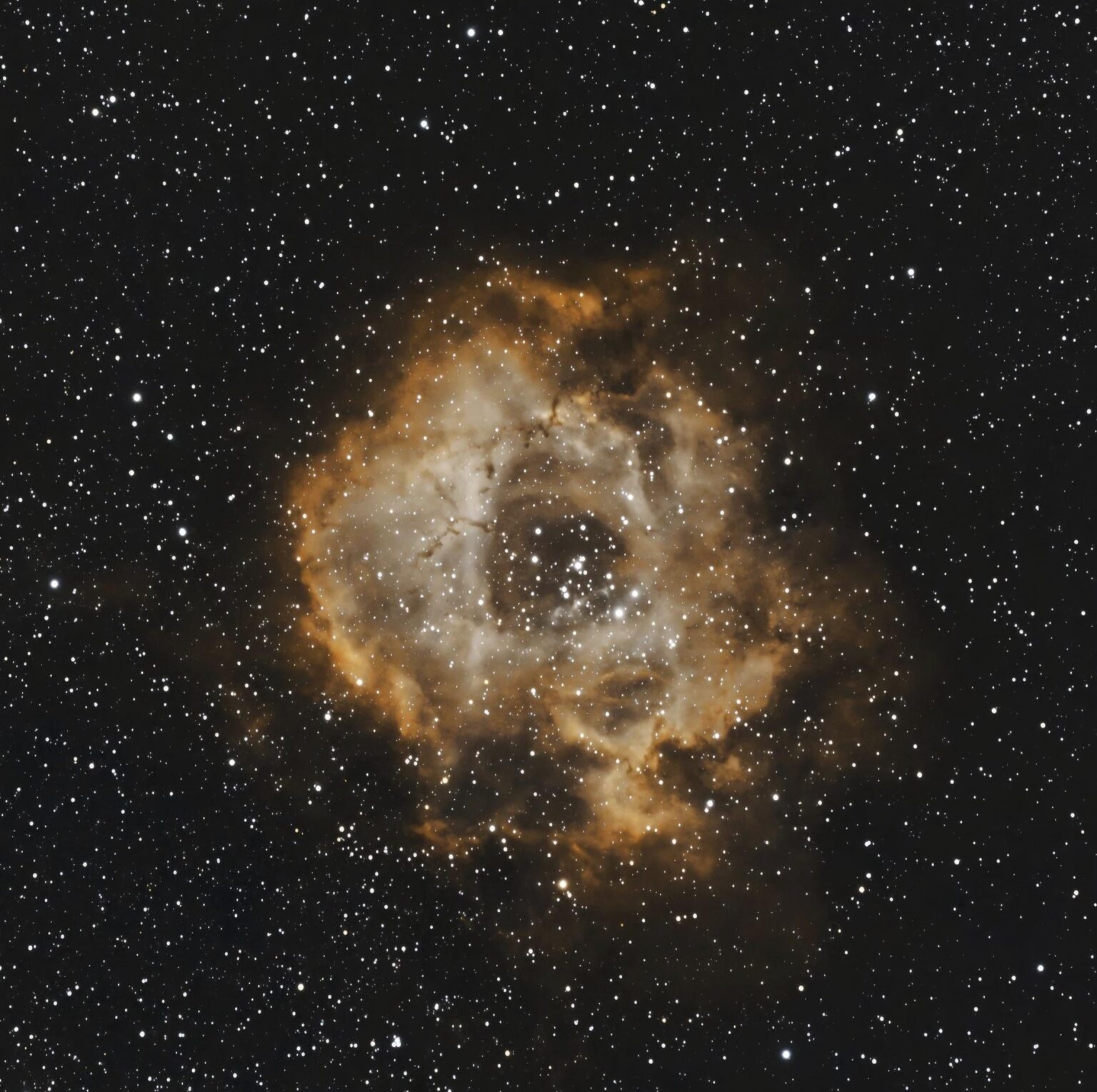 The Rosette