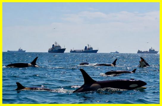 Scientists are concerned about the new behavior of killer whales, which continue to capsize ships off the coasts of Spain and Portugal using an incomprehensible language