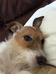 High Strangeness can be described as the inexplicable events surrounding Close Encounters with the intelligences responsible for Unidentified Anomalous Phenomena (UAP). The healing of a 15-year-old Jack Russell pet named “Nena” by the Hernandez family is an example of very High Strangeness.