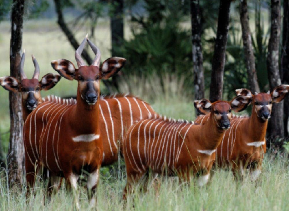 Watching from Space, Saving on the Ground: How Satellites Are Helping Protect Kenya’s Endangered Bongo | Dawan Africa Dawan Africa