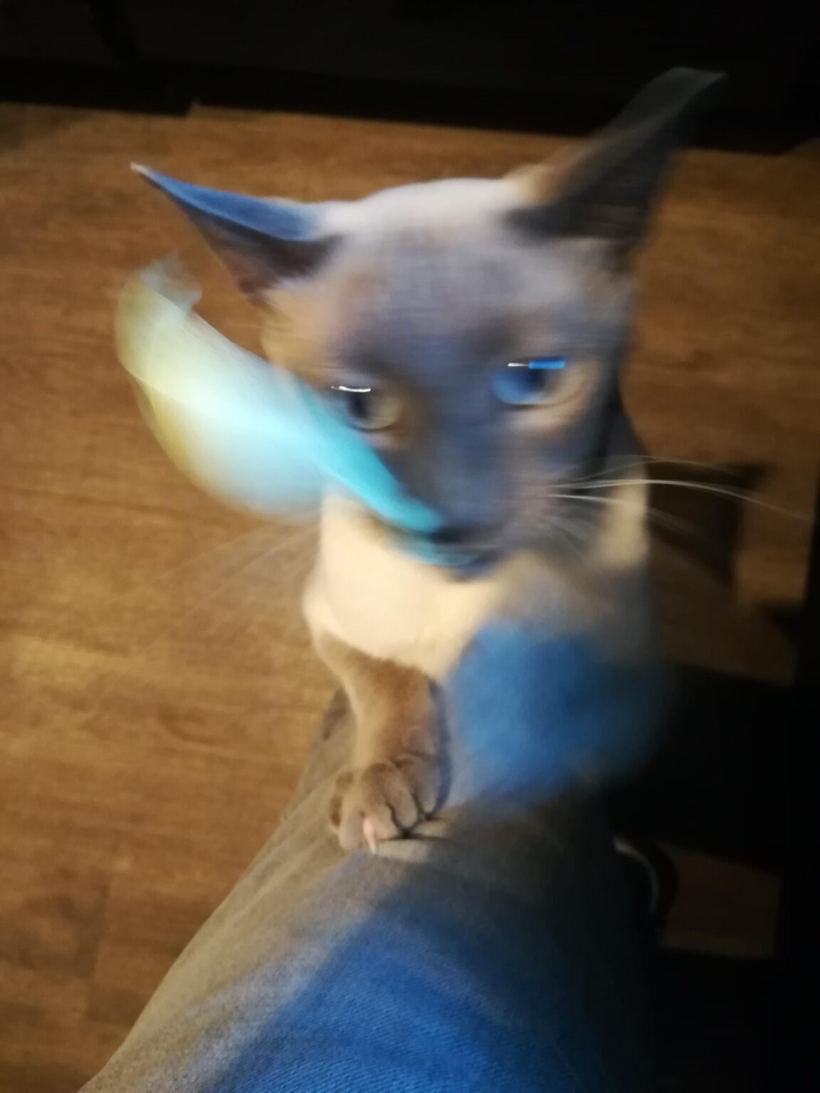 Strange picture of my cat