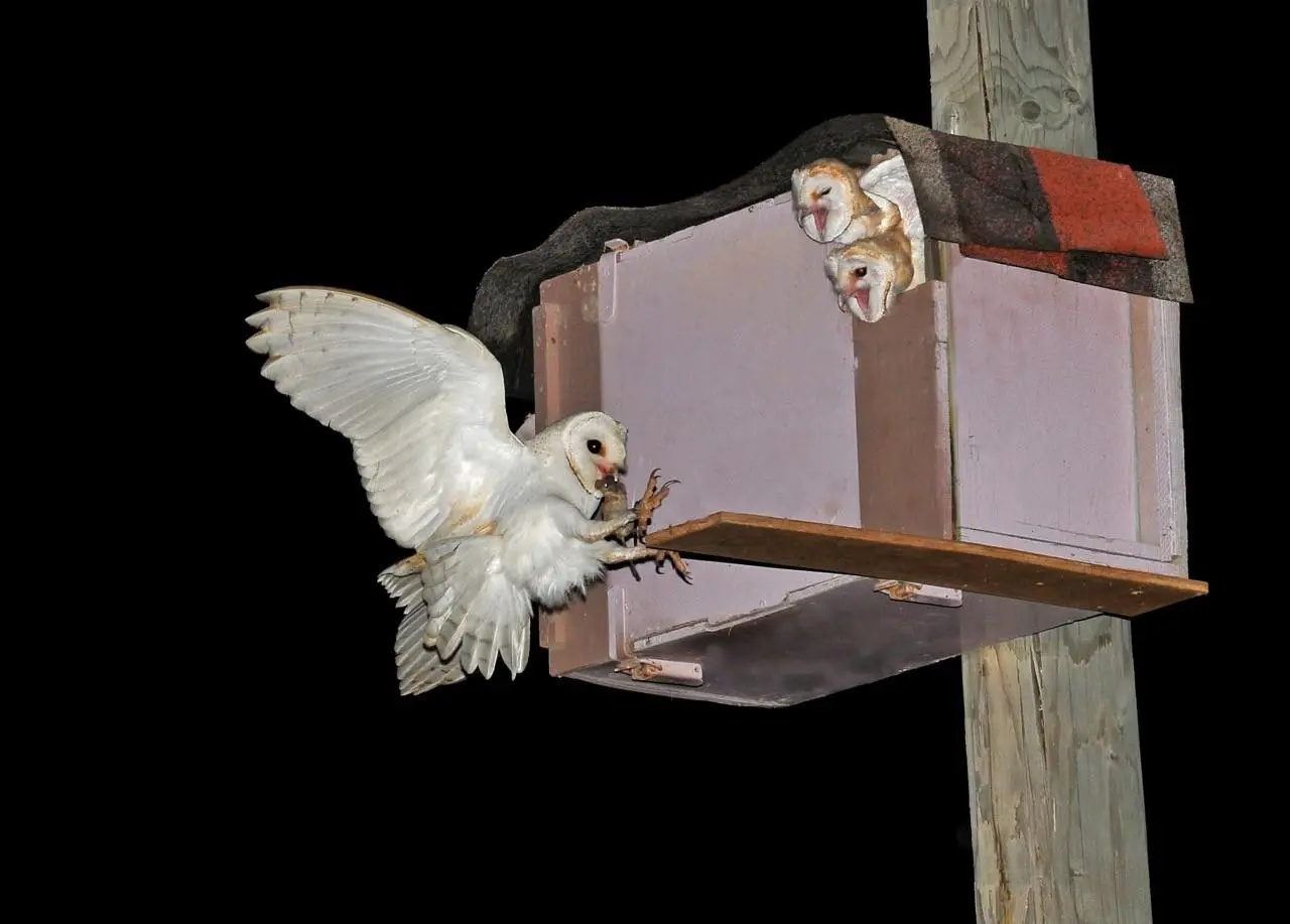 Barn owls are returning to the edges of U.S. cities, using nest boxes installed by humans to hunt rats and mice and help scientists understand how urbanization fuels urban pests.