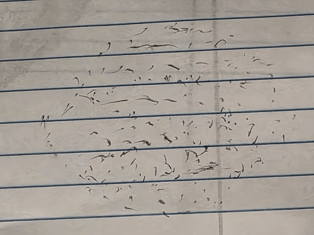 Pocatello Idaho sighting Pocatello Idaho sighting