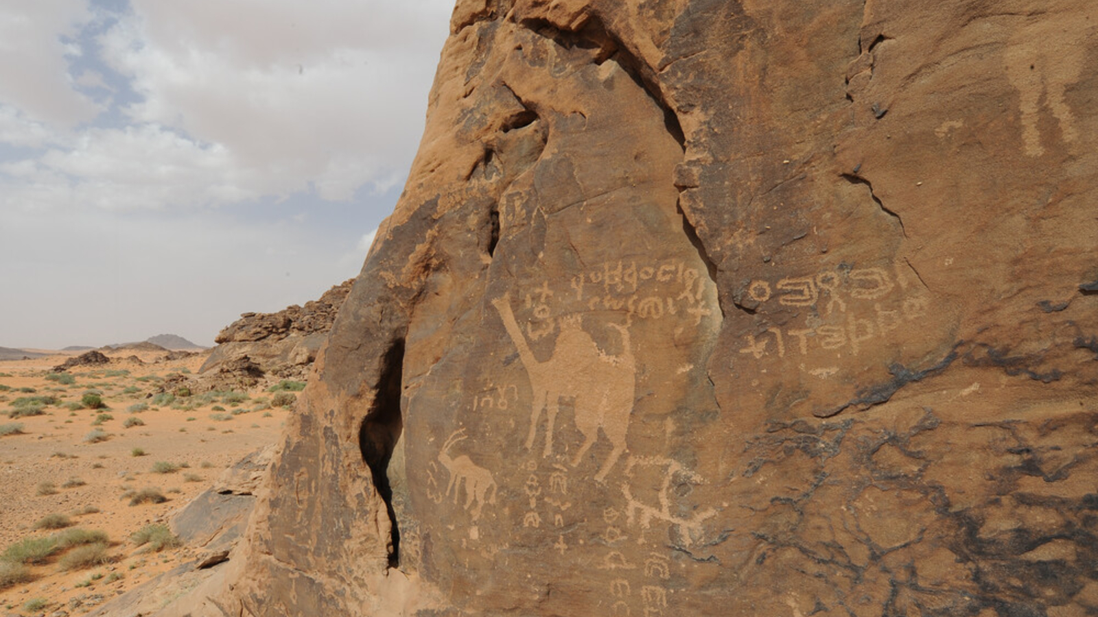 Photo of rock art of camels in the desert