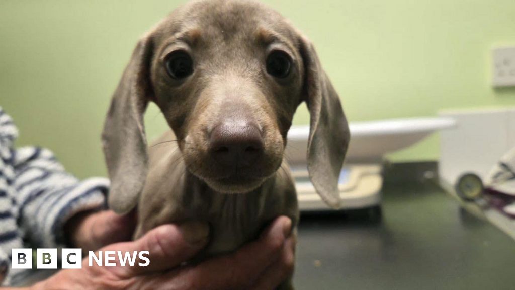 Puppy dumped on Wolverhampton towpath doing 'fantastic'
