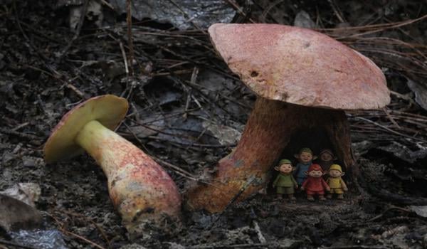 Lanmaoa asiatica: the mushroom that has the bizarre ability to make its consumers see "small people". Only recently described by science, the mysterious mushrooms are found in different parts of the world, but they give people the same exact visions.