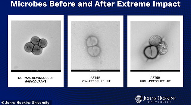 Scientists have found that microbes can survive the extreme forces of an asteroid impact, suggesting that alien life could be catapulted from planet to planet on rocks