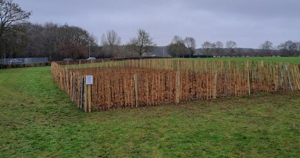 Japanese-style micro woods planted in Stevenage parks