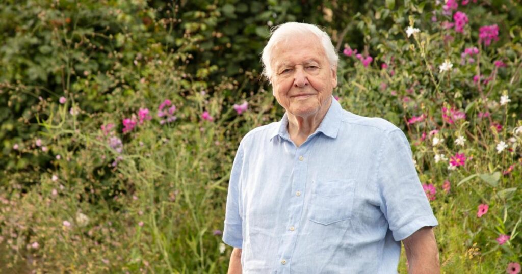 David Attenborough's 100th birthday to see 3 new programmes