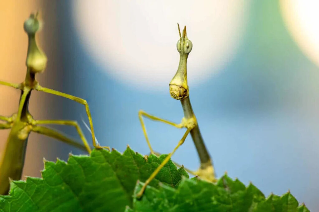 The Grasshopper That Looks Like an Alien