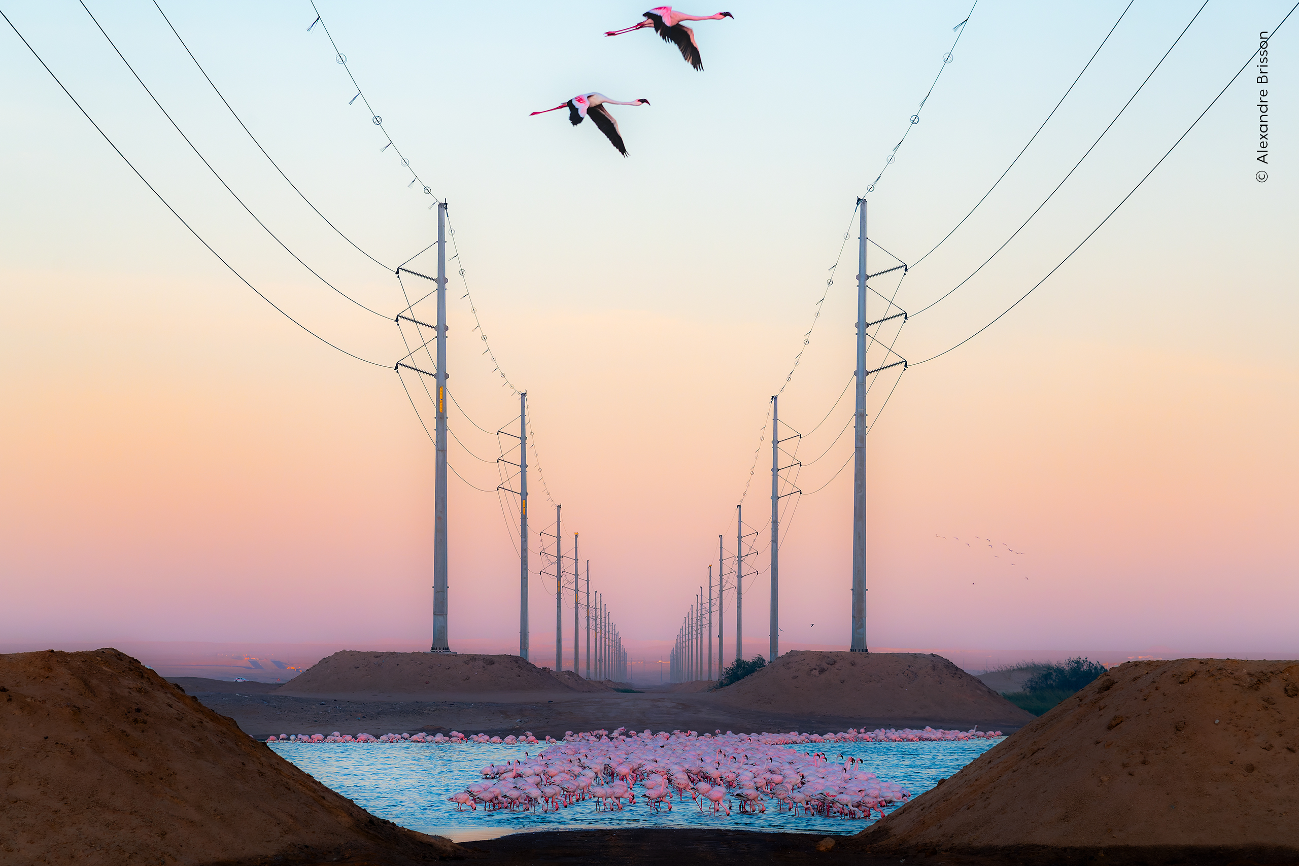 Flamingos gather in water below two rows of power lines stretching off into the distance, while two birds fly overhead