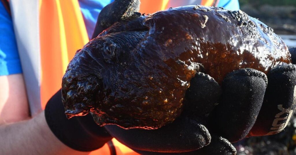 Rare alien-like creature washes up due to warmer weather