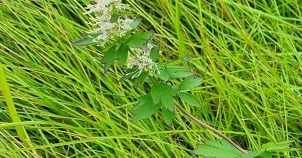 Study warns thousands of ‘alien species’ could invade Arctic