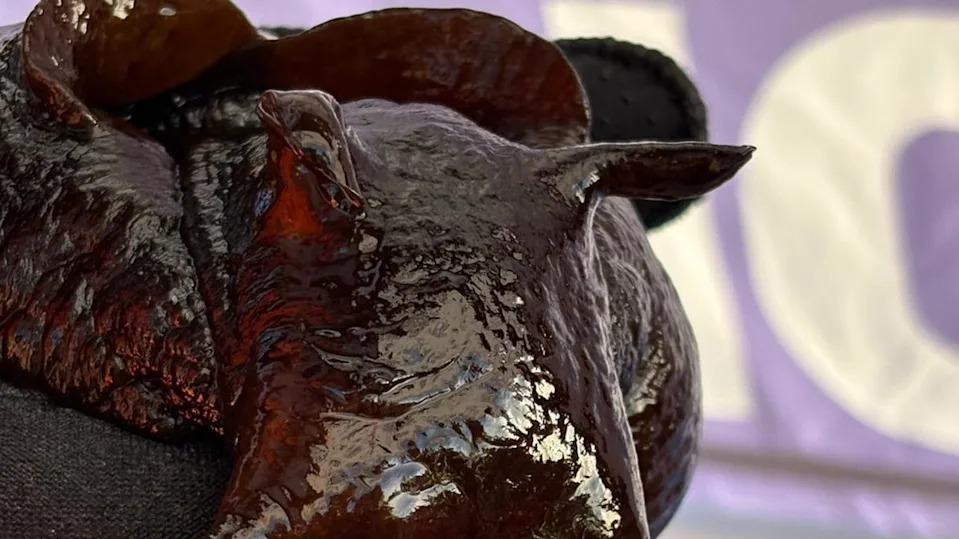 The face of a sea hare, a species of sea slug. It's slimy and dark brown. 