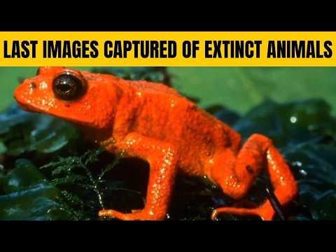 Last Moments Captured Of Extinct Animals