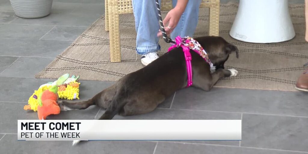 Meet Comet, the 8-month-old Labrador mix Meet Comet, the 8-month-old Labrador mix