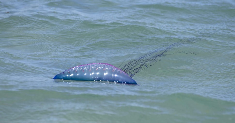 vai alla homepage de Il Sole 24 Ore