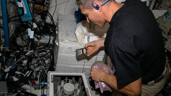 Fungi on International Space Station Show Surprising Metal Extraction Skills | Sci.News