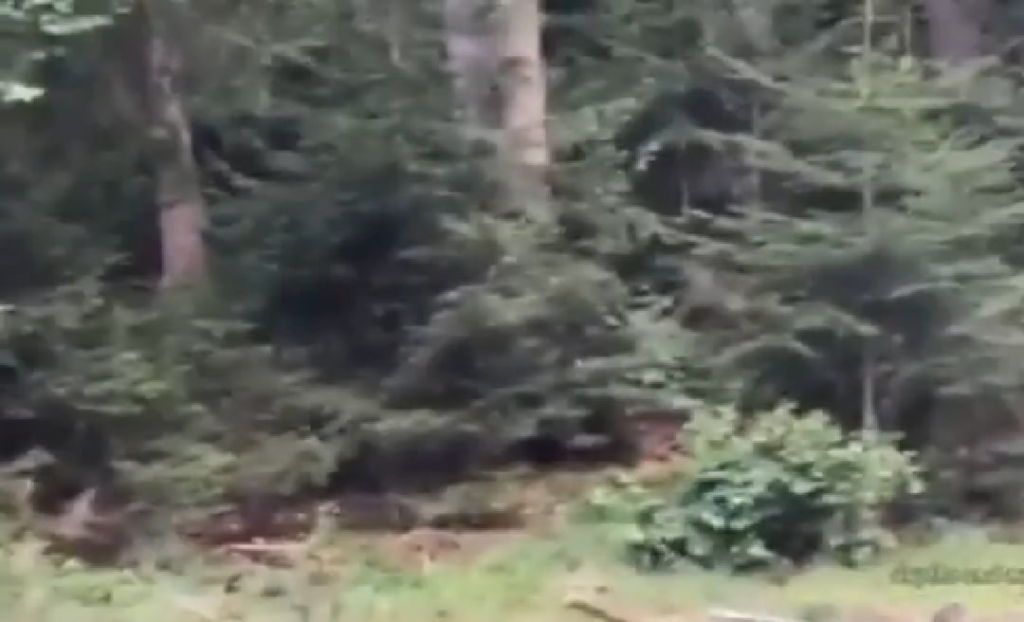 Monster Caught On Video!