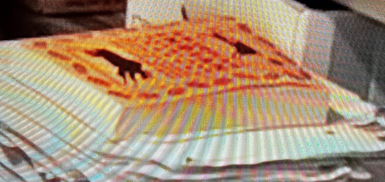 What is George Knapp reading?